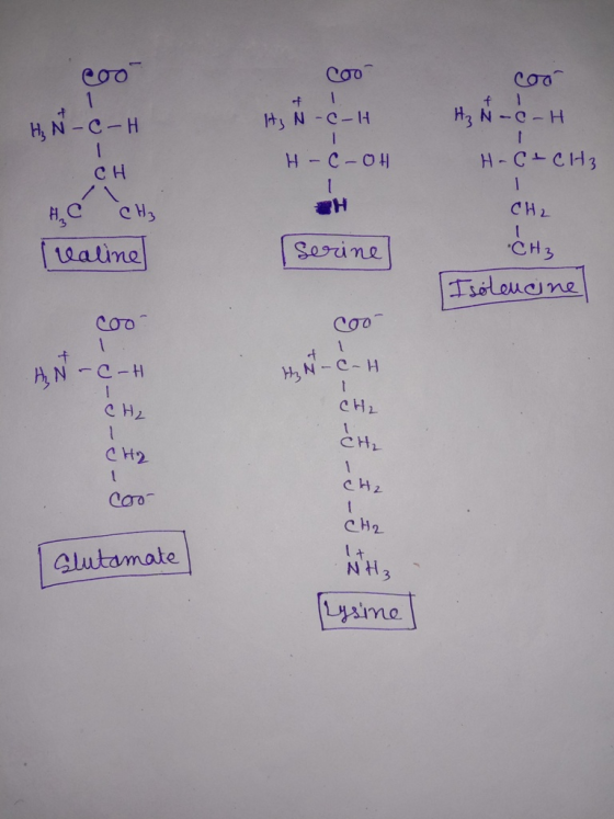 cool coo cool + 1 HIN-C-H + 1 . N-C-H N -C -H H-C-OH H-C+CH₃ сH TH CH2 HC CH₂ valine serine •CH3 Isoleucine Coo Coo AN-C-H H2