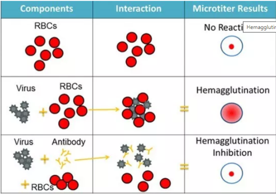 Components Interaction Microtiter Results RBCs No Reacti Hemaggluti Virus RBCS Hemagglutination Virus Antibody Hemagglutinati