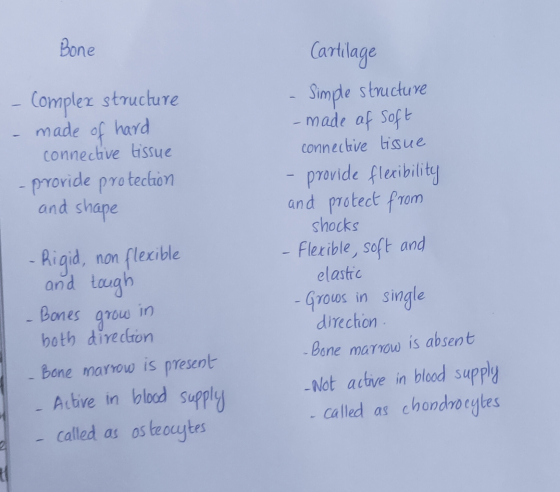 Bone - Complex structure - made of hard connective tissue - provide protection and shape Cartilage Simple structure - made af