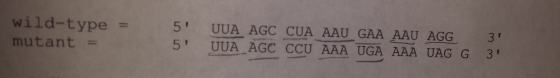 wild-type = mutant = UUA. AGC CUA AAU GAA AAU AGG, . 5 3 3 T 5 UUAAGC CCU AAA UGA AAA UAG G 3
