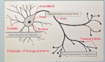 Axon hillock Somd Signal transport to target suo Axon Dendrite Nucleus Signal reception from stimulus Terminal buttons Schema