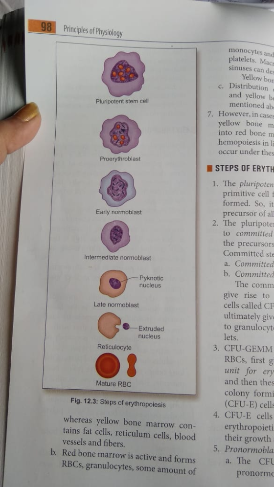98 Principles of Physiology monocytes and platelets. Mach sinuses can des Yellow bor Pluripotent stem cell c. Distribution an