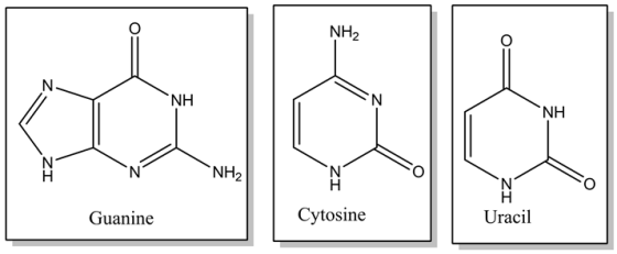 NH2
NH
NH2
Guanine
Cytosine
Uracil