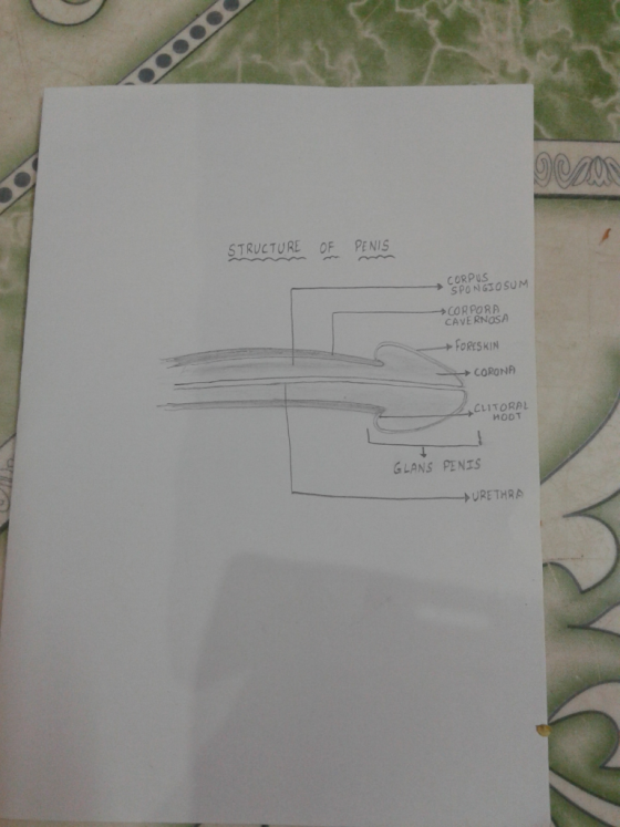 STRUCTURE OF PENIS CORPUS SPONGIOSUM CORPORA CAVE RNOSA FORESKIN CORONA CLITORAL HODT GLANS PENIS > URETH RA