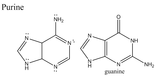 Purine
NH2
ΕΝΗ
N
?
`NH₂
guanine