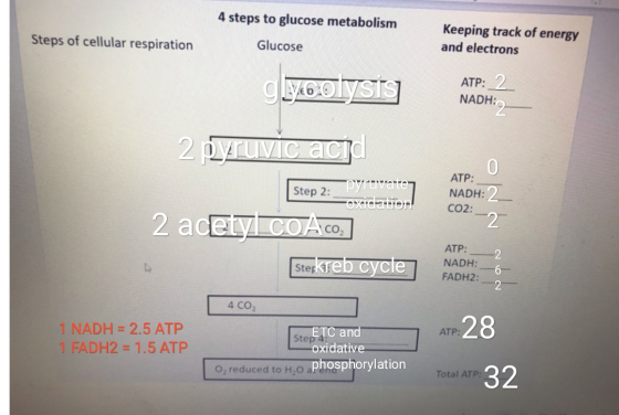 4 steps to glucose metabolism Steps of cellular respiration Glucose Keeping track of energy and electrons glycolySIS ATP: 2 N