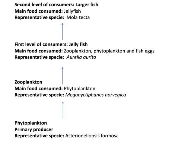 Second level of consumers: Larger fish Main food consumed: Jellyfish Representative specie: Mola tecta First level of consume
