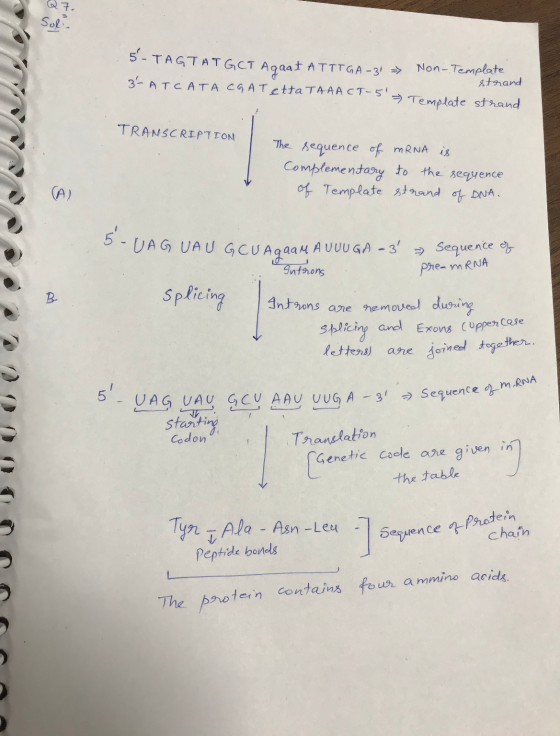 AGTATGCT Agaat ATTTGA-31 3- ATCATA CGAT etta TAAA CT-5 Non Template strand Template strand TRANSCRIPTION The sequence of mRN
