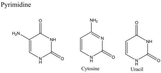 Pyrimidine
NH2
H2N
NH
ZI
Cytosine
Uracil