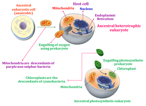 Ancestral eukaryotic cell (anaerobic) Host cell Mitochondria Nucleus Endoplasmic Reticulum Ancestral heterotrophic eukaryote