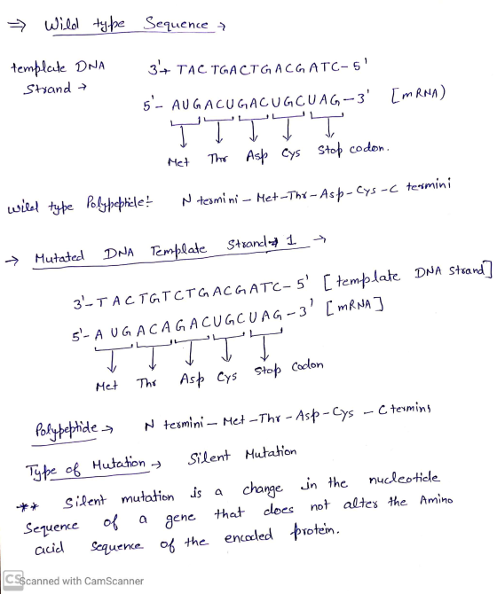 » Wild type Sequence template DNA Strand 2 TACTO 3+ TAC TGACTG ACG ATC-5 5- AUG ACUGACUGCUAG-3 [mRNA) Met The Asp eys Sto