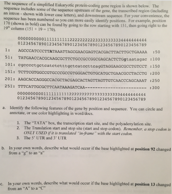 The sequence of a simplified Eukaryotic protein-coding Rene region is shown below. The sequence includes some of the sequence