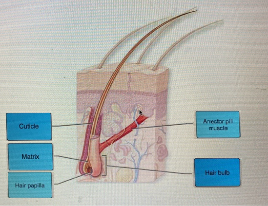 Cuticle Arrector pili muscle Matrix Hair bulb Hair papilla