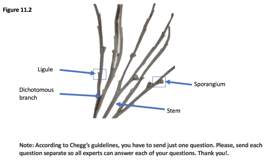 Figure 11.2 Ligule Sporangium Dichotomous branch Stem Note: According to Cheggs guidelines, you have to send just one questi