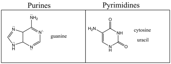 Purines
Pyrimidines
NH2
H2N
guanine
cytosine
uracil
71
ZI