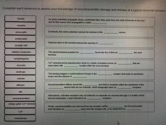 Complete each sentence to assess your knowledge of neurotransmitter storage and release at a typical neuronal synapse, SNARE