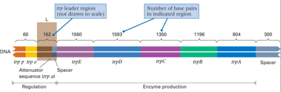 trp leader region (not drawn to scale) Number of base pairs in indicated region 162 1560 1593 1350 1196 804 300 DNA trpD trpc