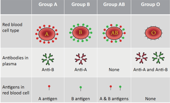 Group A Group B Group AB Group o Red blood cell type Red blood AB Antibodies in Antibodies in plasma de se so Anti-B Anti-A N