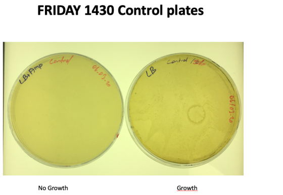FRIDAY 1430 Control plates contred on Amp cons 06.07.2 06703-26 No Growth Growth