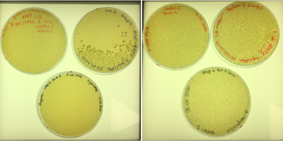 kion 2 orang 1 06.03.2010 sol 2 Section: 2 Bench 4 a агаар 1 g AMP LB x-gal/IPT61 E.coli CDH54) plasmid Group 2 06.02.2010 VO