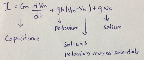 I= cm d Vm + gk (Vm-Vk) + g Na Potassium | sodium Capacitance Sodinak potassium reversal potentials