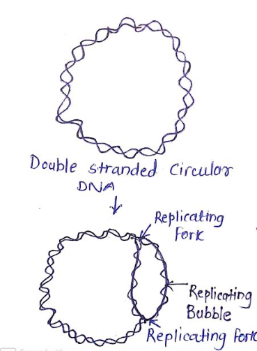 Double Stranded circular DNA Replicating - Fork Replicating * Bubble de Replicating forro