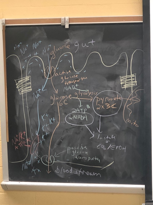 gut Nat Na not Not Not lucose gha cose trausperten NART glucose glycol - Ty Zolysis rurat 7 Pyruvate #12x3€ ZATR QNADH mito V