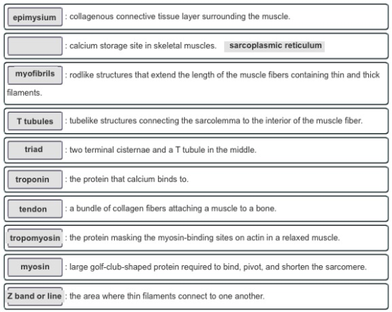 epimysium : collagenous connective tissue layer surrounding the muscle. calcium storage site in skeletal muscles. sarcoplasmi