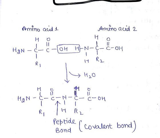 Amino acid 1 Amino acid 2 H H 0 11 C-C- 11 Han HEN OH 애 - 1 N-& Lima H R2 RI H CO HaN -Ć- C-N-C- 11 C-OH 1 R, H R2 Peptide Bo