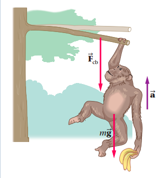 As it pulls itself up to a branch, a chimpanzee ac