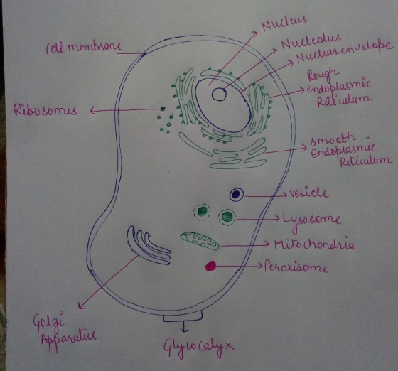 (ell mumbian sNuitedlus dlabe env Ro endoplasmi wlum 亼 Retiulum vesicle Pehoxisome