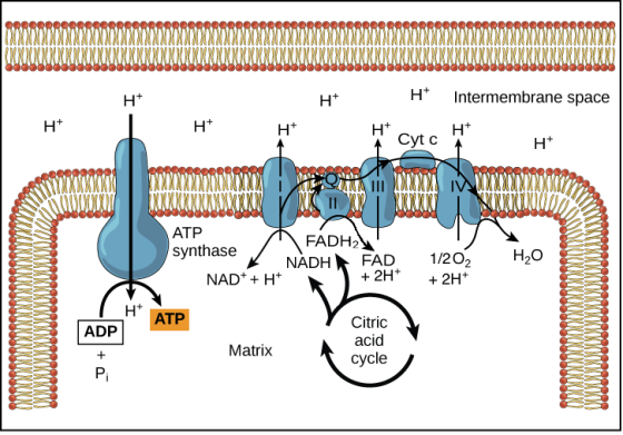 H+ H+ H Intermembrane space HT Ht H+ H Ht Cytc H+ ATP FADH2 synthase NADH FAD NAD+ + + 1/202 H20 + 2H+ + 2H+ H+ ATP ADP Citri