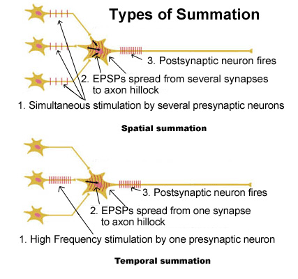 Types of Summation 3. Postsynaptic neuron fires EPSPs spread from several synapses to axon hillock 1. Simultaneous stimulatio