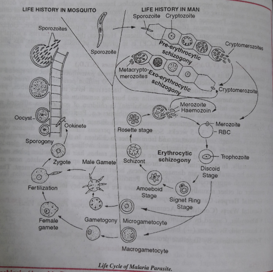 LIFE HISTORY IN MAN Sporozoite Cryptozoite LIFE HISTORY IN MOSQUITO Sporozoites Cryptomerozoites Pre-erythrocytic schizogony
