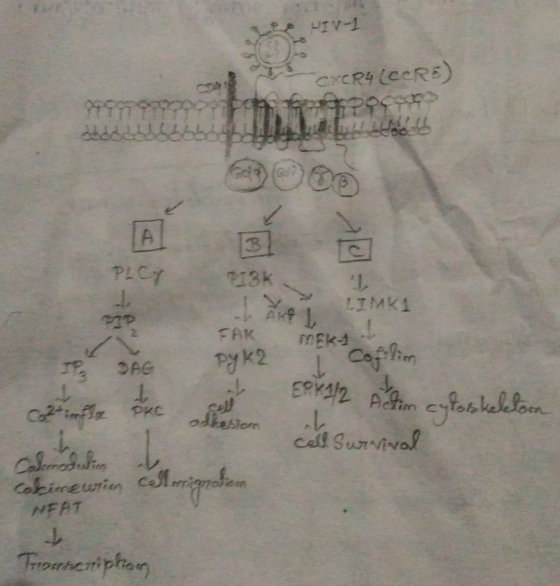 (XRY (CCRE) Sporo boddesbobbbb b toob පිවහන 013K1 LIMK1 are 1 che Pre ad EPV/2 Action cytoskeleton cell Survived odhesion Cal