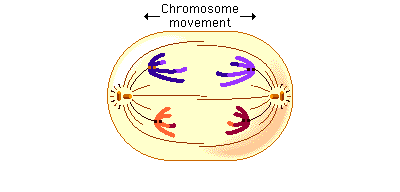 Chromosome- movement