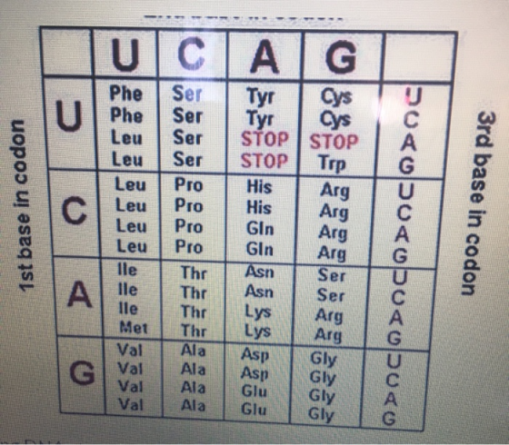 U C U Phe Phe Leu Leu Leu 1st base in codon C Leu Ser Ser Ser Ser Pro Pro Pro Pro Thr Thr Thr Thr Ala Ala Ala Ala Leu Leu lle