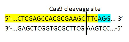 Cas9 cleavage site 5-...CTCGAGCCACGCGAAGC TTCAGG...-3 3-...GAGCTCGGTGCGCTTCGAAGTCC...-5