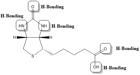 H-Bonding H-Bonding NH H-Bonding H-Bonding OH H-Bonding