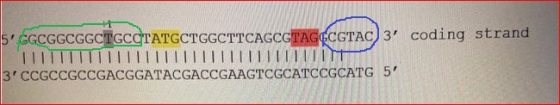 5 CGCGGCGGCTGCCTATGCTGGCTTCAGCGTAGGCGTAC) 3 coding strand TIITTIIIIIIIIIIIIIIIIIIIIIIIII 3 CCGCCGCCGACGGATACGACCGAAGTCGCAT