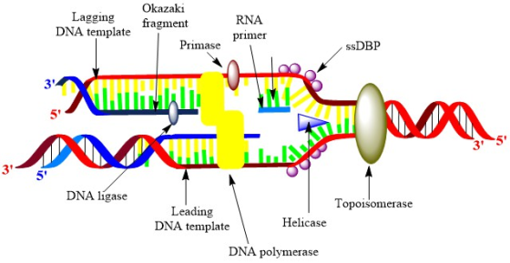 Okazaki Laggingfragment RNA DNA template primer Primase SSDBP 3 5 5 3 3 5 DNA ligase Topoisomerase Leading DNA template He