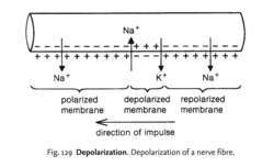 Na Na Na polarized membrane membrane membrane direction of impulse Fig 129 Depolarization Depolarization of a nerve fibre