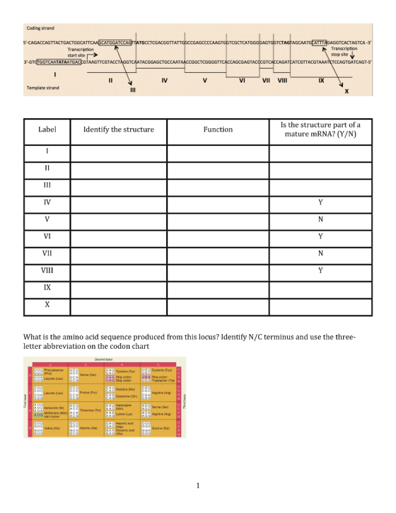 Coding strand Transcription 5-CAGACCAGTTACTGACTGGCATTCAAECATGGATCCAGTATGCCTCGACGGTTATTGGCCGAGCCCCAAGTGGTCGCTCATGGGGAGTOGTCTA