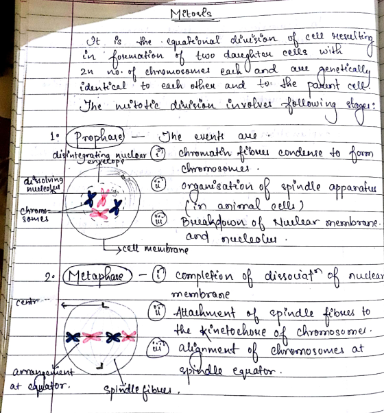 Mitosis It is the equational division in forumation of two daughton an no. of chnomosomes each and identical to each other an