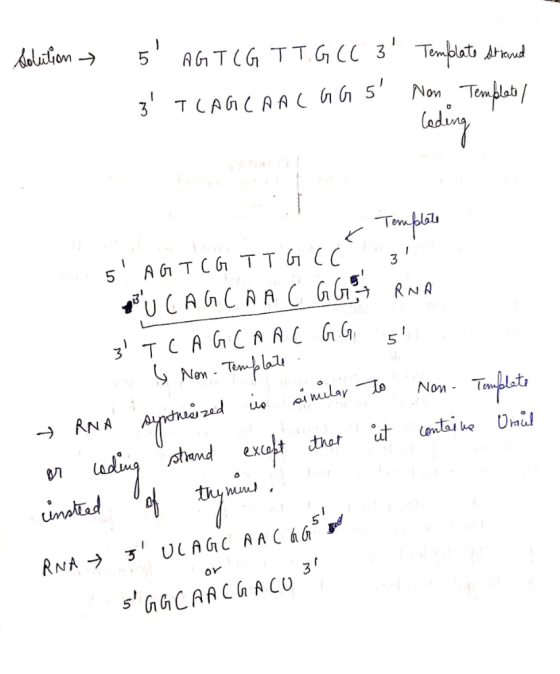 solution - 5 3 AGT(G TT.G(( 3 TLAGCAAC GG 5 Template Strand Non Template/ K Template 5 AGTCG TTG CC 31 3 U CAGCAA C GG & RN