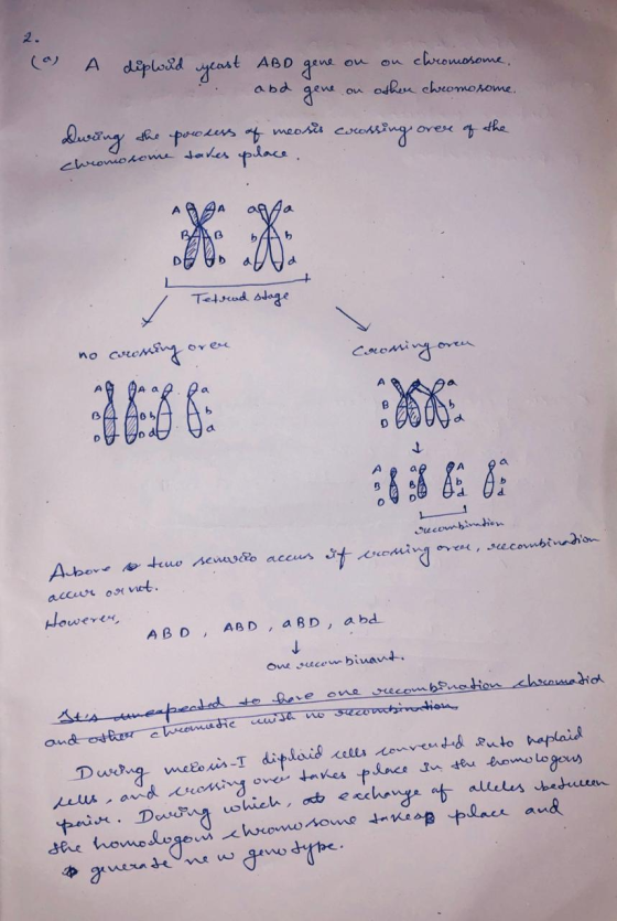 (a dipward yeast ABD gene on on chromosome. and gene on other chromosome. During the powsers of meosis coussing over of the c