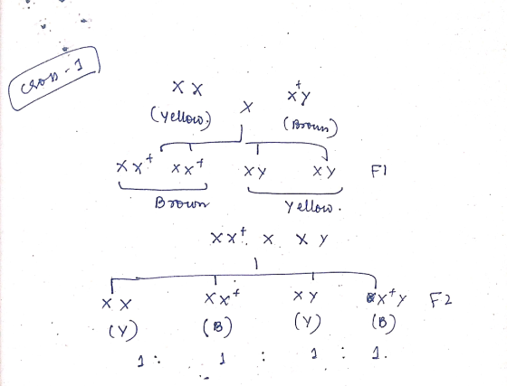 cross- XX (yellow) XY tty t Yellow.) 1. (Brown) Fi no xxt xxt ху хy Brown - Yellow xx1 x. xy .. 7 T . xy sixty F2 .. 1. XX. .