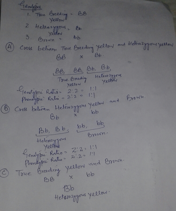 5. om 86 be ob, Bb lent yellow en2nrous Yellow an ob Bb, bb bb, bb el ronin h ave Breadlu y yellow and B 13b