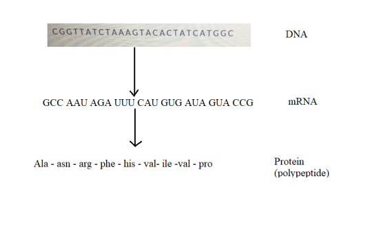 CGGTTATCTAAAGTACACTATCATGGC DNA GCC AAU AGA UUU CAU GUG AUA GUA CCG mRNA Ala - asn - arg - phe - his - val- ile -val - pro Pr