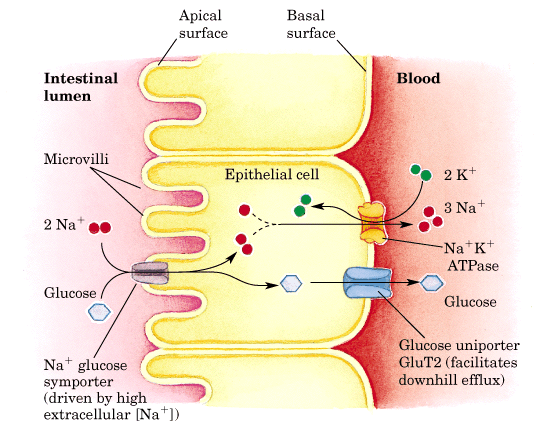 Apical surface Basal surface Blood Intestinal lumen Microvilli Epithelial cell • 2K+ 3 Na+ 2 Nat.. -Na K+ ATPase Glucose/ Glu